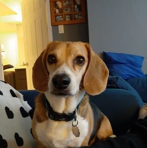 Meet your Posher, Steve